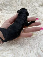 Andy , a male Miniature Goldendoodle for sale in Homer, GA – Photo 2 of 2