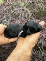 Andy , a male Miniature Goldendoodle for sale in Homer, GA – 6 of 8