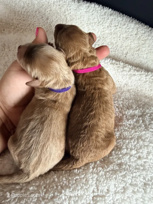 Purple collar  – Miniature Goldendoodle puppy for sale in Homer, GA