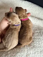 Purple collar , a female Miniature Goldendoodle for sale in Homer, GA – 1 of 2