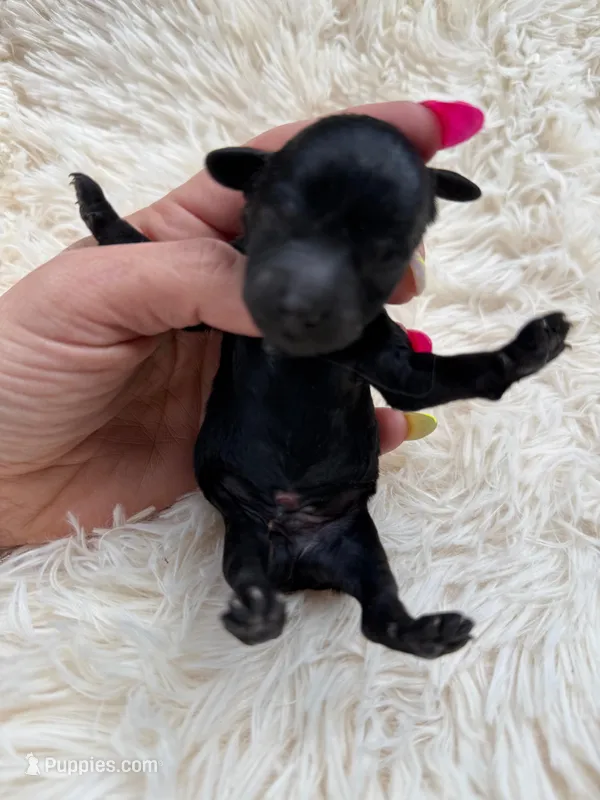 Phantom boy 1  – Miniature Goldendoodle puppy for sale in Homer, GA