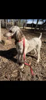 Kylo , a male Poodle - Multi-Colored Standard for sale in Homer, GA – Photo 2 of 2