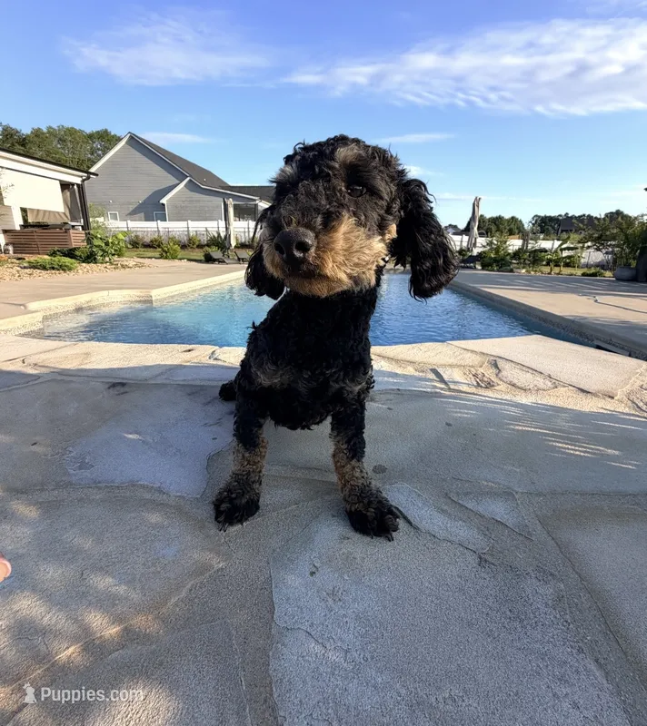 Jett  – Poodle - Miniature  puppy for sale in Homer, GA