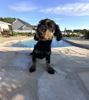 Jett , a male Poodle - Miniature  for sale in Homer, GA – 1 of 2
