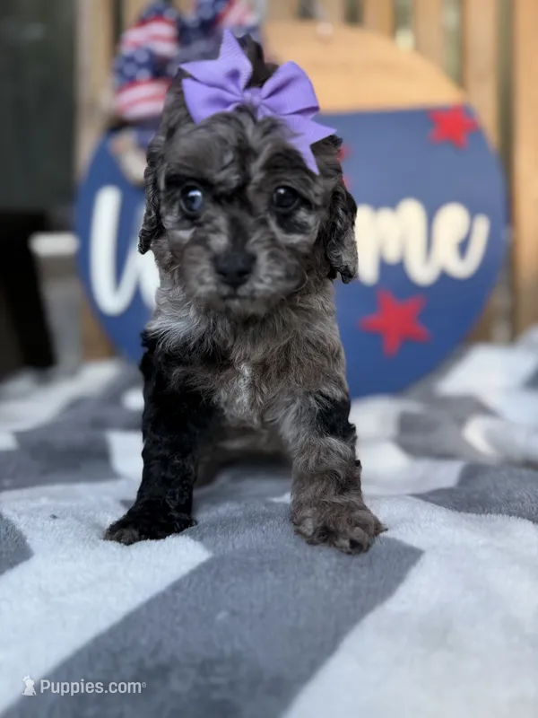 Purple girl  – Miniature Goldendoodle puppy for sale in Homer, GA