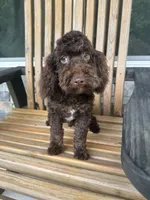 Whiskey , a male Poodle - Miniature  for sale in Homer, GA – 1 of 2