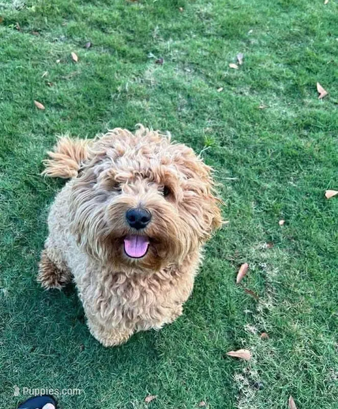 Milo  – Miniature Goldendoodle puppy for sale in Homer, GA