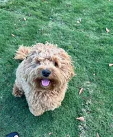 Milo , a male Miniature Goldendoodle for sale in Homer, GA – 1 of 3