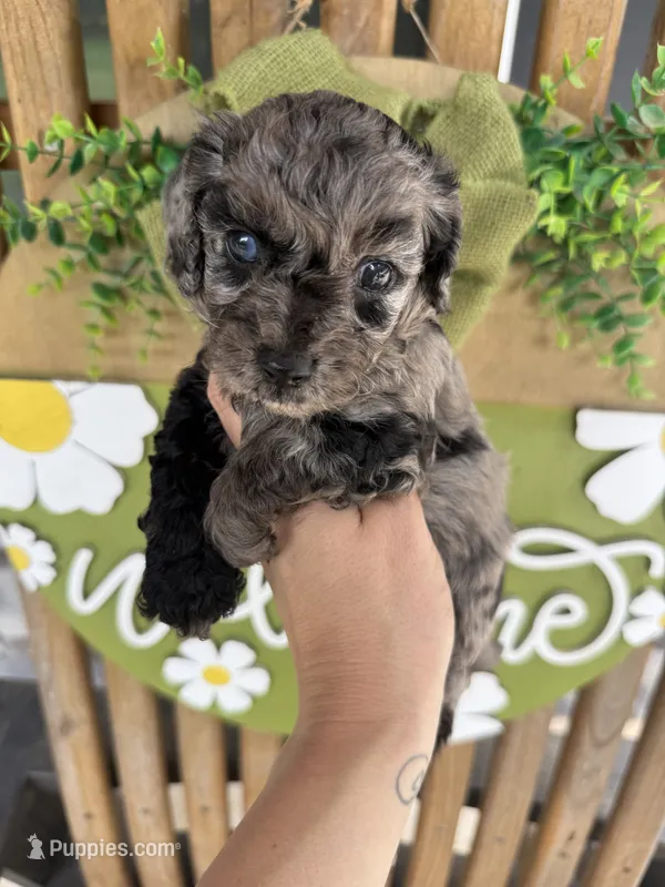 Purple girl  – Miniature Goldendoodle puppy for sale in Homer, GA