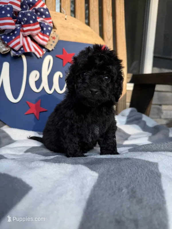 Andy  – Miniature Goldendoodle puppy for sale in Homer, GA