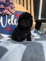 Andy , a male Miniature Goldendoodle for sale in Homer, GA – 1 of 8