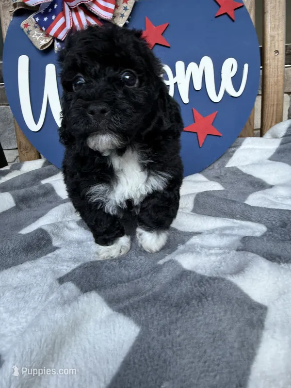 Stitch – Miniature Goldendoodle puppy for sale in Homer, GA