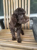 Whiskey , a male Poodle - Miniature  for sale in Homer, GA – 2 of 2