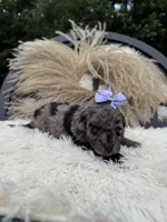 Purple girl , a female Miniature Goldendoodle for sale in Homer, GA – 4 of 4