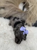 Purple girl , a female Miniature Goldendoodle for sale in Homer, GA – 2 of 4