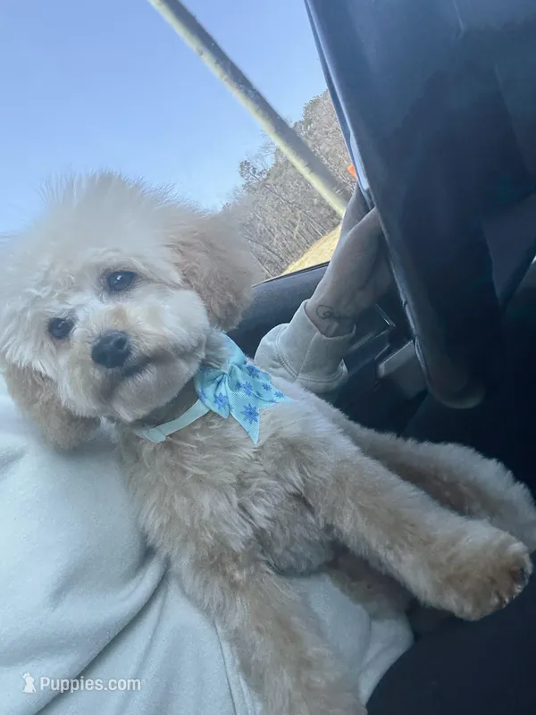 Millie  – Goldendoodle puppy for sale in Homer, GA