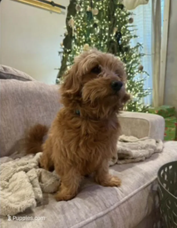 Markie  – Miniature Goldendoodle puppy for sale in Homer, GA