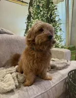 Markie , a male Miniature Goldendoodle for sale in Homer, GA – 1 of 1