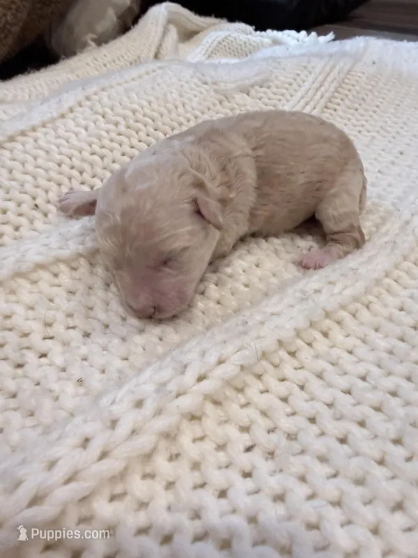 Daisy , a female Poodle - Miniature  for sale in Homer, GA – Photo 1 of 1