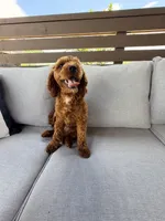 Stormy , a female Cavapoo for sale in Homer, GA – 1 of 2
