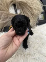 Max, a male Miniature Goldendoodle for sale in Homer, GA – 7 of 8