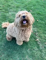 Milo , a male Miniature Goldendoodle for sale in Homer, GA – 2 of 3