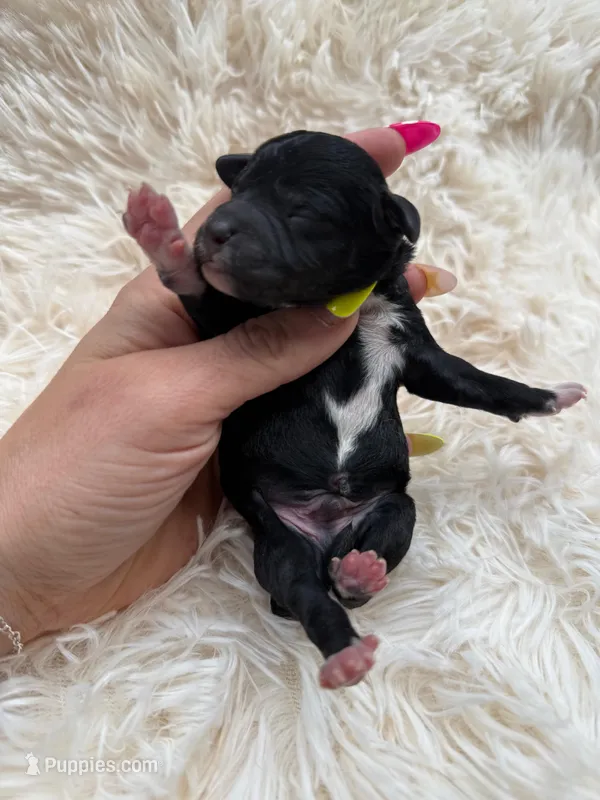 Stitch – Miniature Goldendoodle puppy for sale in Homer, GA