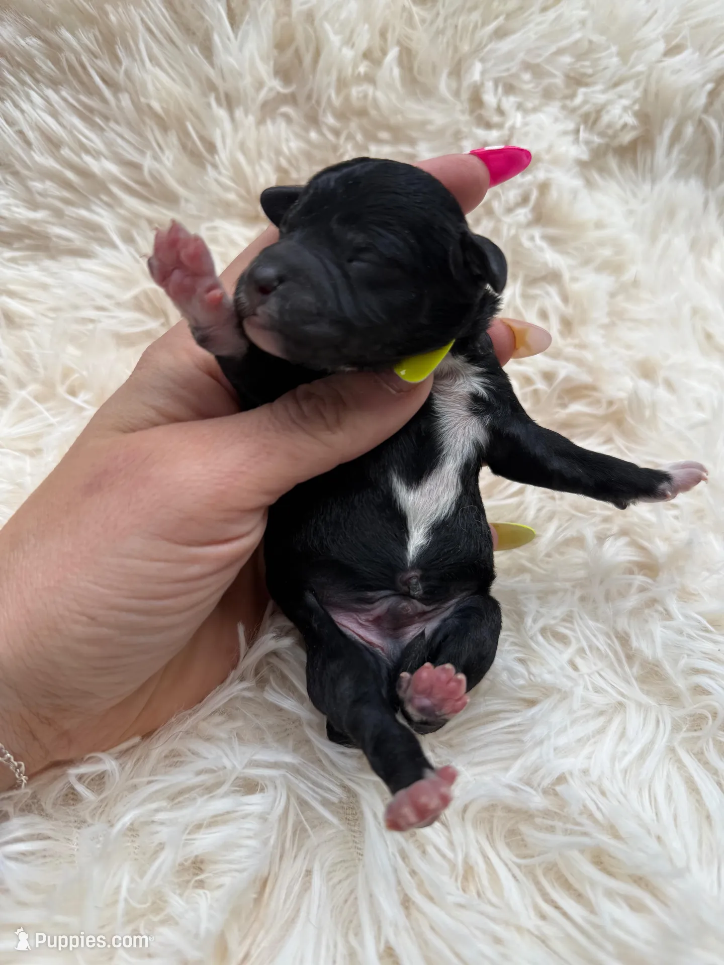 Stitch, a male Miniature Goldendoodle for sale in Homer, GA – Photo 1 of 2