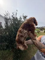 Bear , a male Poodle - Miniature  for sale in Homer, GA – 2 of 2