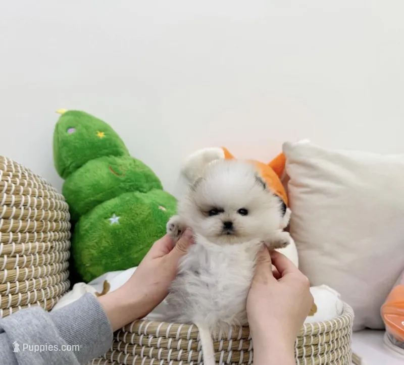 Panda – Pomeranian puppy for sale in Palisades Park, NJ