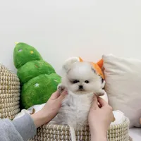 Panda, a male Pomeranian for sale in Palisades Park, NJ – Photo 2 of 3