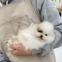 Panda, a male Pomeranian for sale in Palisades Park, NJ – Photo 3 of 3