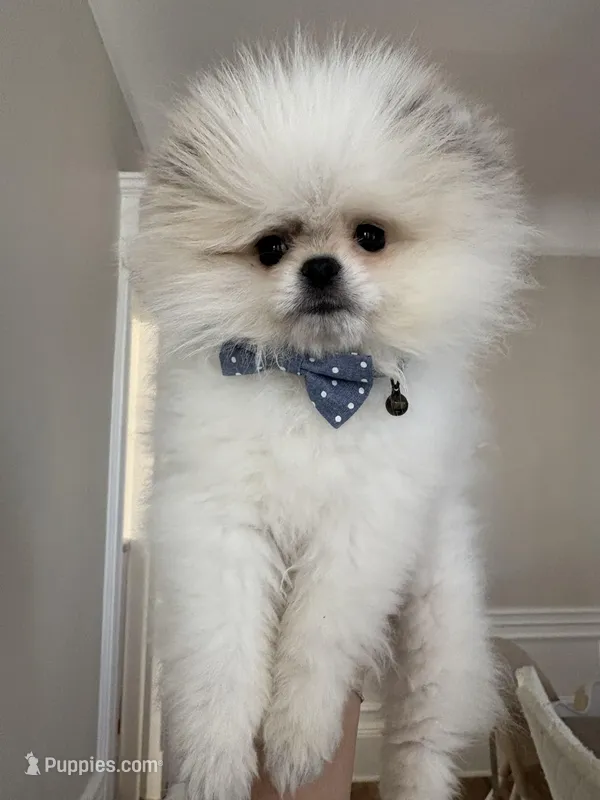 Panda – Pomeranian puppy for sale in Palisades Park, NJ