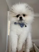 Panda, a male Pomeranian for sale in Palisades Park, NJ – Photo 1 of 3