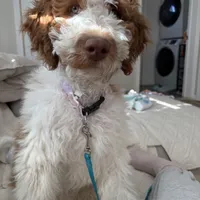 Biscoff, a male Labradoodle for sale in Palisades Park, NJ – Photo 1 of 3