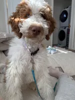 Biscoff, a male Labradoodle for sale in Palisades Park, NJ – Photo 1 of 3