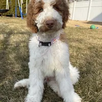 Biscoff, a male Labradoodle for sale in Palisades Park, NJ – Photo 3 of 3