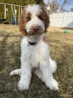 Biscoff, a male Labradoodle for sale in Palisades Park, NJ – Photo 3 of 3