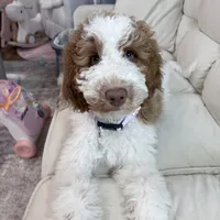 Biscoff, a male Labradoodle for sale in Palisades Park, NJ – Photo 2 of 3