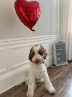 Biscoff, a male Labradoodle for sale in Palisades Park, NJ – Photo 1 of 2