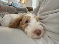 Benji, a male Miniature Goldendoodle for sale in Palisades Park, NJ – Photo 6 of 6