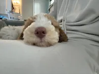 Benji, a male Miniature Goldendoodle for sale in Palisades Park, NJ – Photo 4 of 6