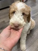 Benji, a male Miniature Goldendoodle for sale in Palisades Park, NJ – Photo 2 of 6