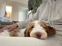 Benji, a male Miniature Goldendoodle for sale in Palisades Park, NJ – Photo 5 of 6