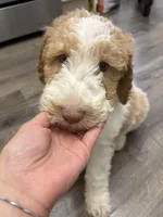 Benji, a male Miniature Goldendoodle for sale in Palisades Park, NJ – Photo 3 of 6