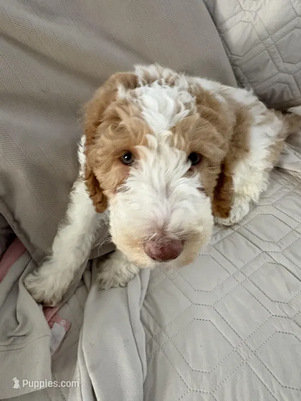 Benji – Miniature Goldendoodle puppy for sale in Palisades Park, NJ