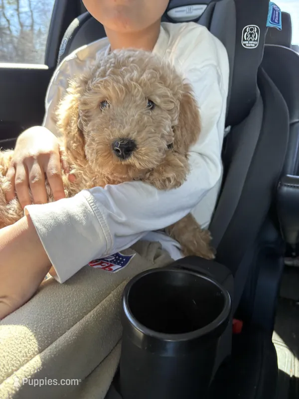 Archie – Miniature Goldendoodle puppy for sale in Palisades Park, NJ