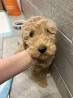 Archie, a male Miniature Goldendoodle for sale in Palisades Park, NJ – Photo 2 of 2