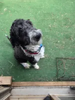 Willow, a female Bordoodle for sale in Johnson City, TN – 2 of 2