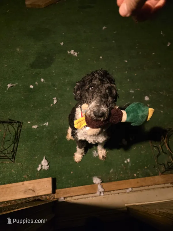 Willow – Bordoodle puppy for sale in Johnson City, TN